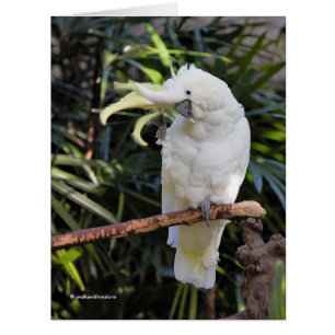 Sulphur-Crested Cockatoo Waves at the Photographer
