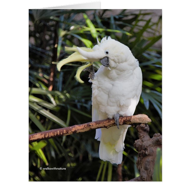 Sulphur-Crested Cockatoo Waves at the Photographer (Front)