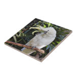 Sulphur-Crested Cockatoo Waves at the Photographer Ceramic Tile<br><div class="desc">Use this whimsical, wildlife-themed tile to protect delicate surfaces, tables, and countertops from hot pots, or as accent pieces for the dining room, kitchen, or anywhere else in the home! A friendly Sulphur-Crested Cockatoo styles its crest and waves at the photographer at the same time. Based on the original photography...</div>