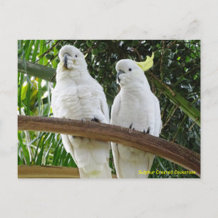 Sulphur Crested Cockatoos Postcard