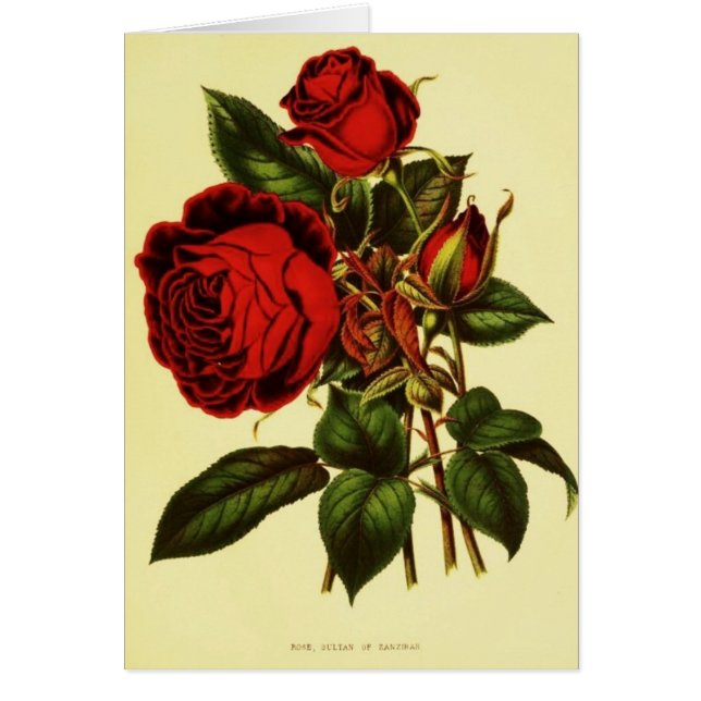 Sultan of Zanzibar Rose (Front)