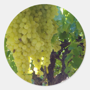 Sultana Grapes On A Grape Vine,  Classic Round Sticker