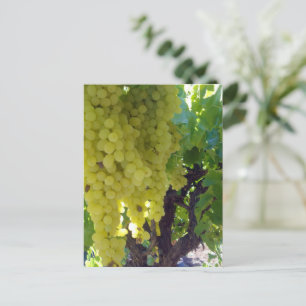Sultana Grapes On A Grape Vine, Postcard