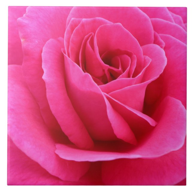 Sultry Candy Red  Rose Photo  Ceramic Tile (Front)