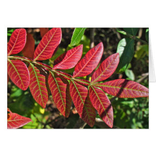 Sumac Leaves In Autumn