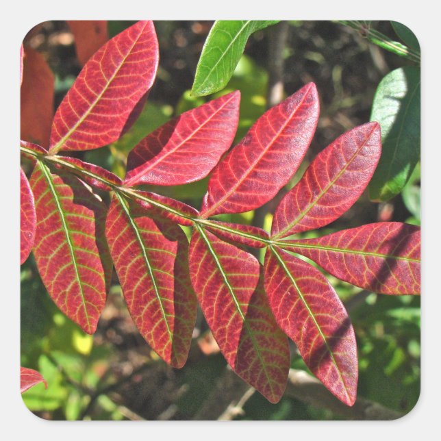 Sumac Leaves In Autumn Square Sticker (Front)