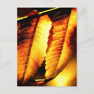 Sumac Leaves Postcard
