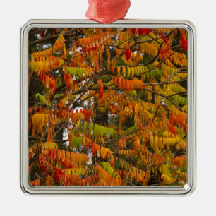 Sumac tree in autumn colour in Whitefish, Metal Tree Decoration