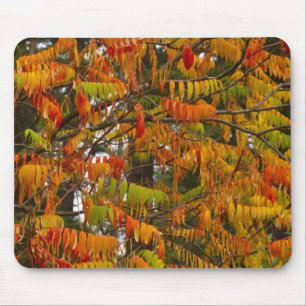 Sumac tree in autumn colour in Whitefish, Mouse Pad