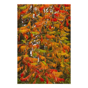 Sumac tree in autumn colour in Whitefish, Photo Print