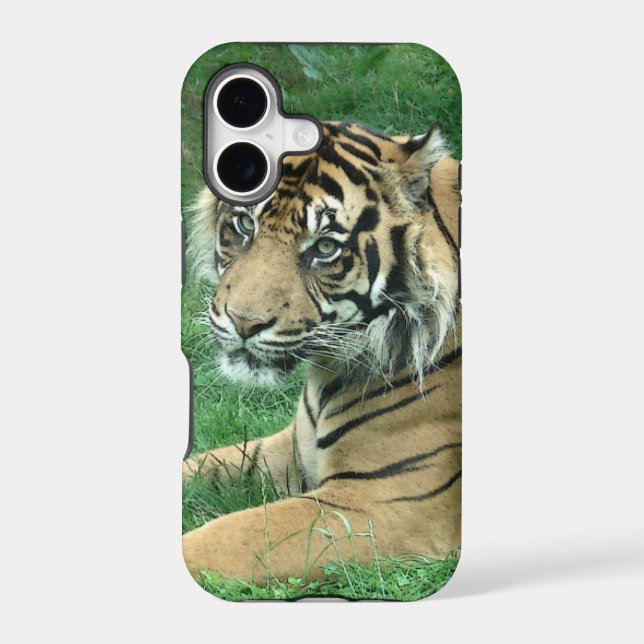 Sumatra Tiger On iPhone 5 Barely There (Back)
