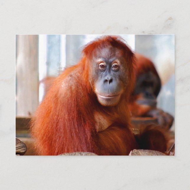 Sumatran Orangutan, Friendly and Intelligent Postcard (Front)