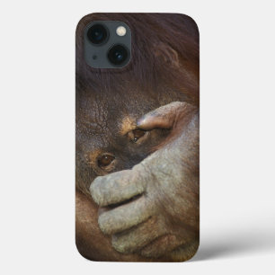 Sumatran Orangutan, Pongo pygmaeus iPhone 13 Case