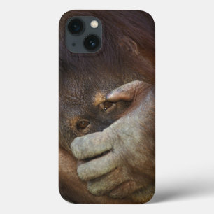 Sumatran Orangutan, Pongo pygmaeus iPhone 13 Case