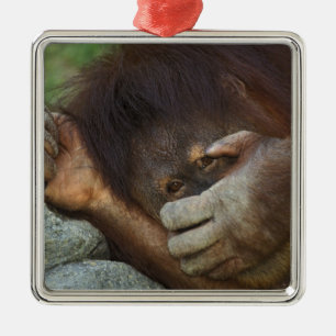 Sumatran Orangutan, Pongo pygmaeus Metal Tree Decoration