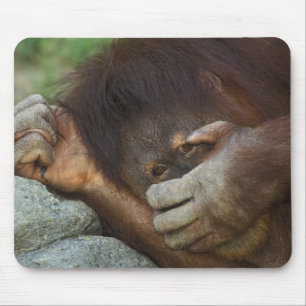 Sumatran Orangutan, Pongo pygmaeus Mouse Pad