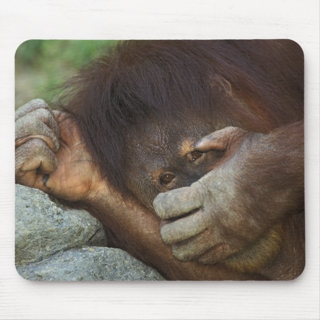 Sumatran Orangutan, Pongo pygmaeus Mouse Pad (Front)