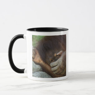 Sumatran Orangutan, Pongo pygmaeus Mug