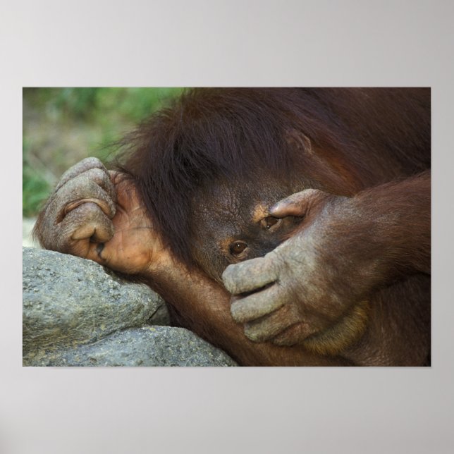 Sumatran Orangutan, Pongo pygmaeus Poster (Front)