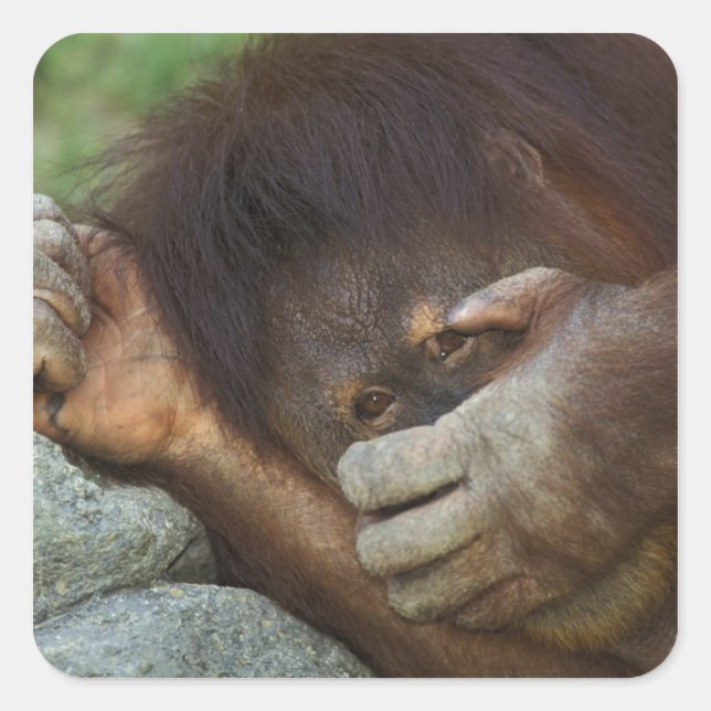 Sumatran Orangutan, Pongo pygmaeus Square Sticker (Front)