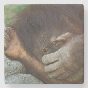 Sumatran Orangutan, Pongo pygmaeus Stone Coaster