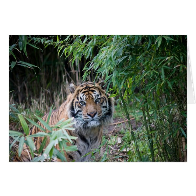 Sumatran tiger (Front Horizontal)