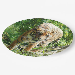 Sumatran Tiger 1 Paper Plate
