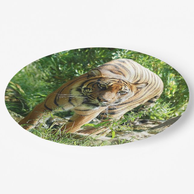 Sumatran Tiger 1 Paper Plate (Angled)