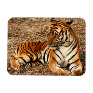 Sumatran Tiger 2 Magnet