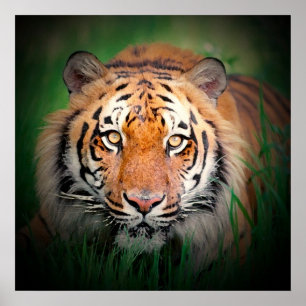 Sumatran Tiger Art Print Poster