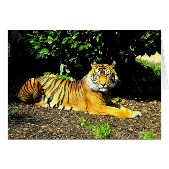 Sumatran tiger big cat card (Front Horizontal)