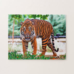 Sumatran Tiger. Big Cats. Jigsaw Puzzle
