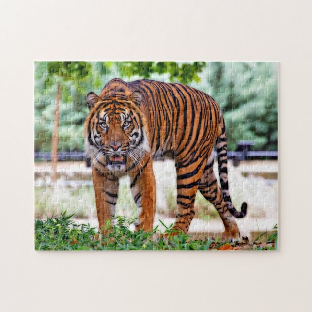 Sumatran Tiger. Big Cats. Jigsaw Puzzle (Horizontal)