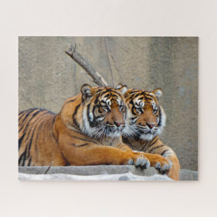 Sumatran Tiger. Big Cats. Jigsaw Puzzle