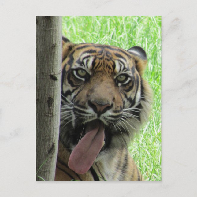 sumatran tiger big tongue postcard (Front)