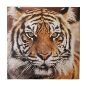 Sumatran Tiger Ceramic Tile
