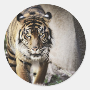 Sumatran Tiger Classic Round Sticker