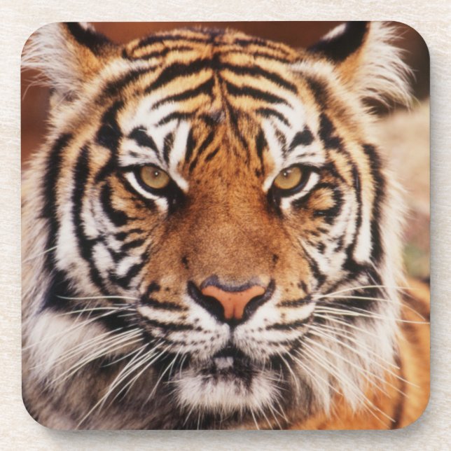 Sumatran Tiger Coaster (Front)