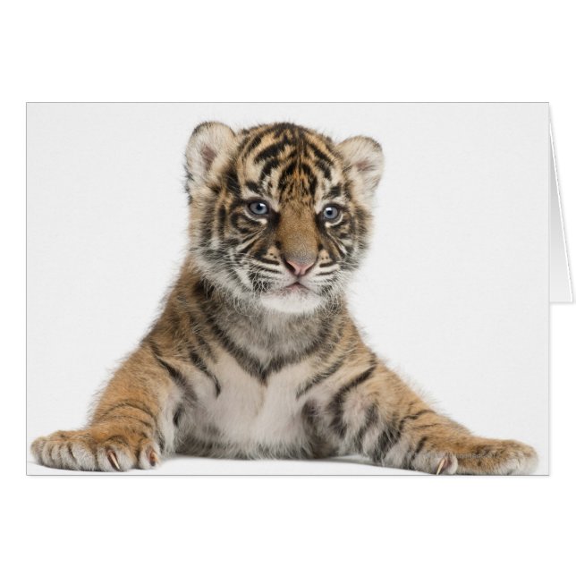 Sumatran Tiger cub (Front Horizontal)