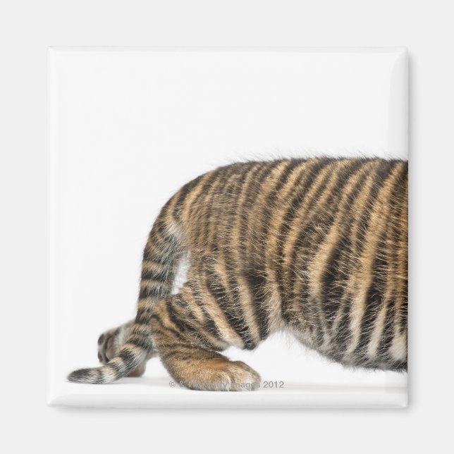Sumatran Tiger cub 2 Magnet (Front)