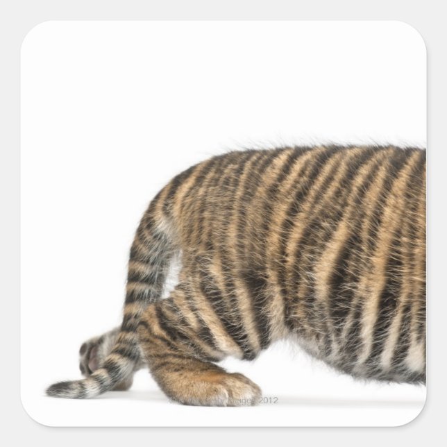 Sumatran Tiger cub 2 Square Sticker (Front)