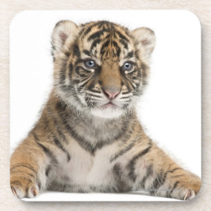 Sumatran Tiger cub Coaster