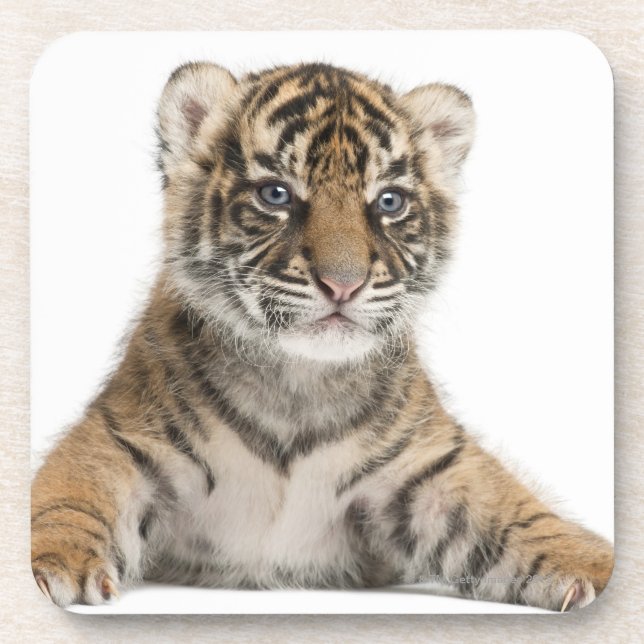 Sumatran Tiger cub Coaster (Front)