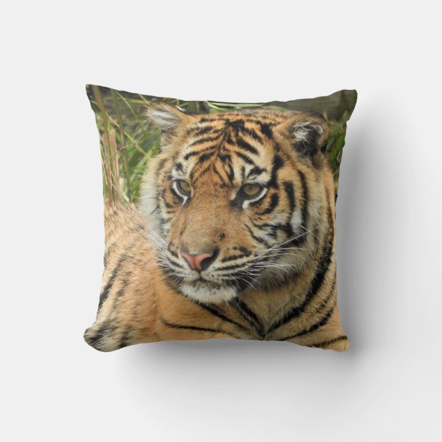 Sumatran Tiger Cub Cushion (Front)