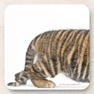 Sumatran Tiger cub - Panthera tigris sumatrae (3 Coaster