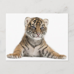 Sumatran Tiger cub - Panthera tigris sumatrae (3 Postcard