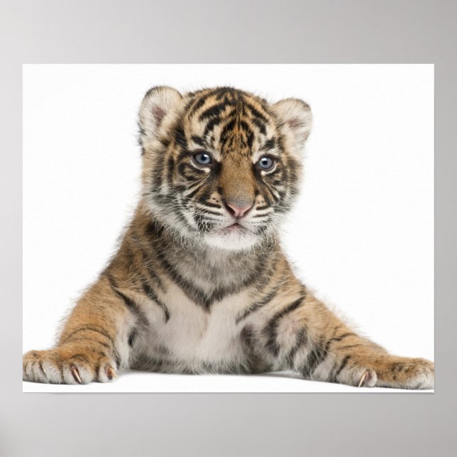 Sumatran Tiger cub Poster (Front)