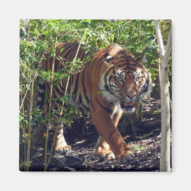 Sumatran Tiger Magnet (Front)