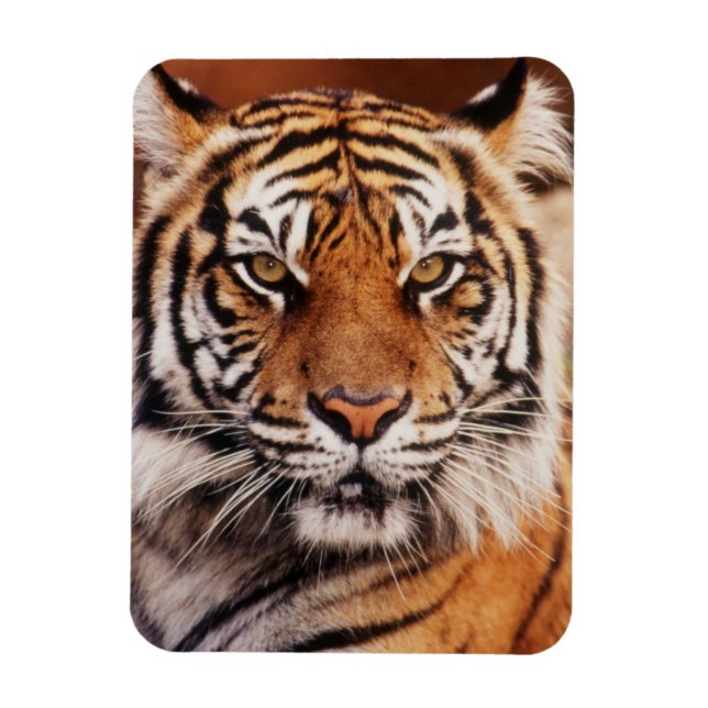 Sumatran Tiger Magnet (Vertical)
