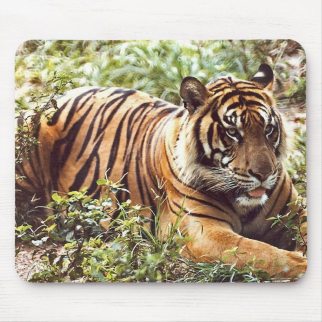 sumatran tiger mouse pad (Front)